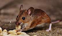 24 Hour & Emergency Exterminators in Moffett Field Nas, CA